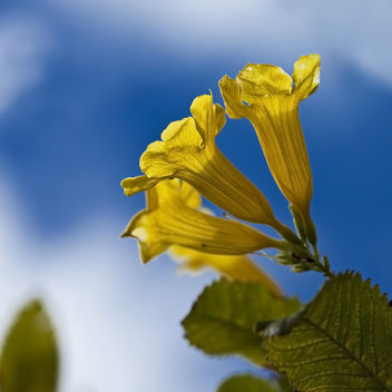 Bright and Beautiful! - Free image #285259